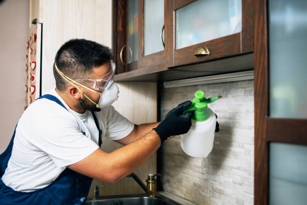 Professional Pest Control in Dolan Springs, AZ